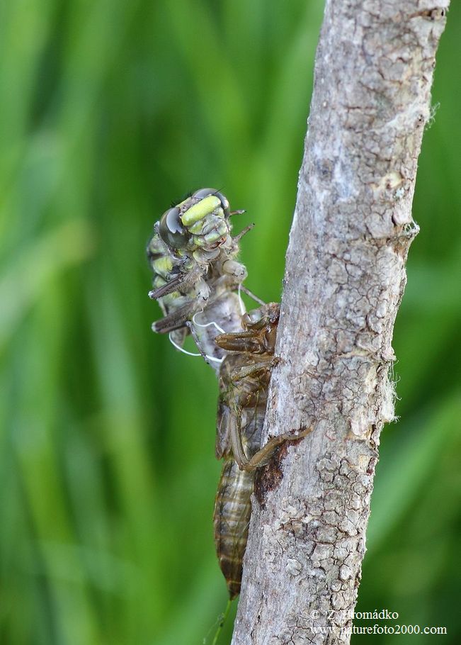 Club-tailed dragonfly Common Clubtail, Gomphus vulgatissimus, Anisoptera (Dragonflies, Odonata)